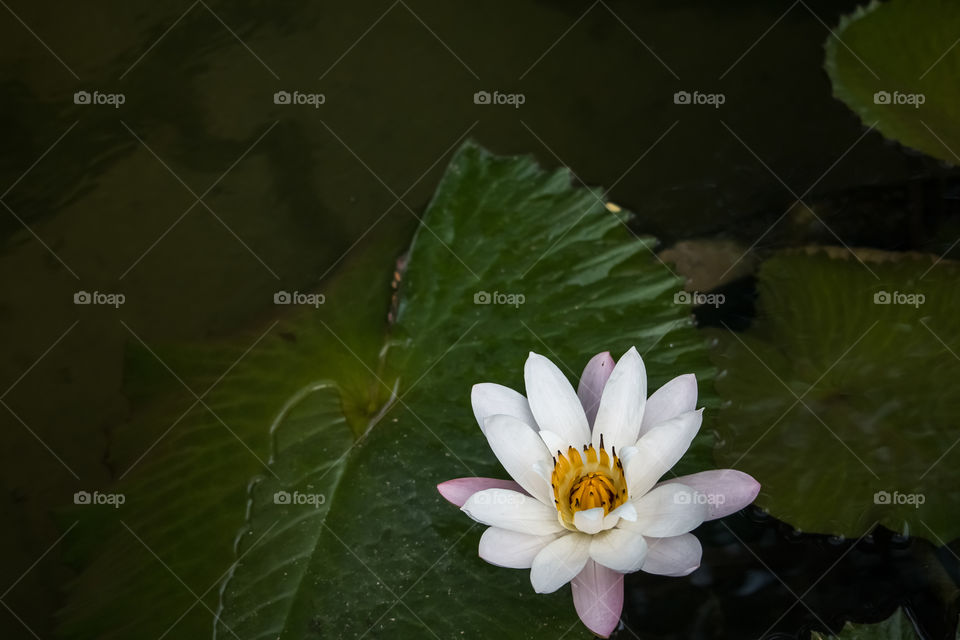 White lotus