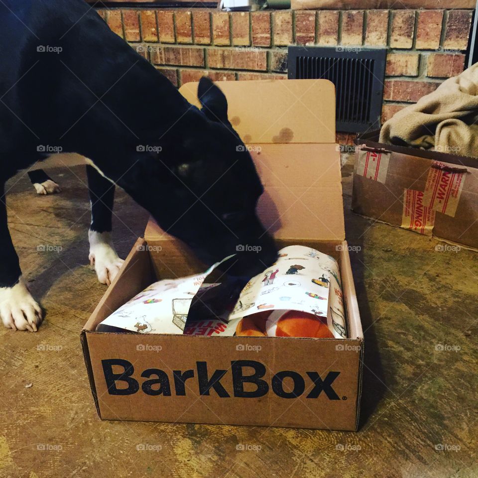 BarkBox pit bull