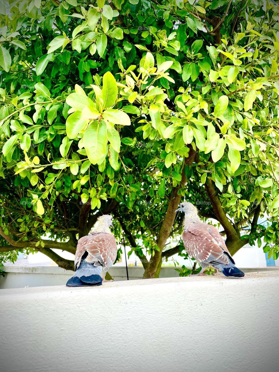 Under my Garden tree, two love dove's. 