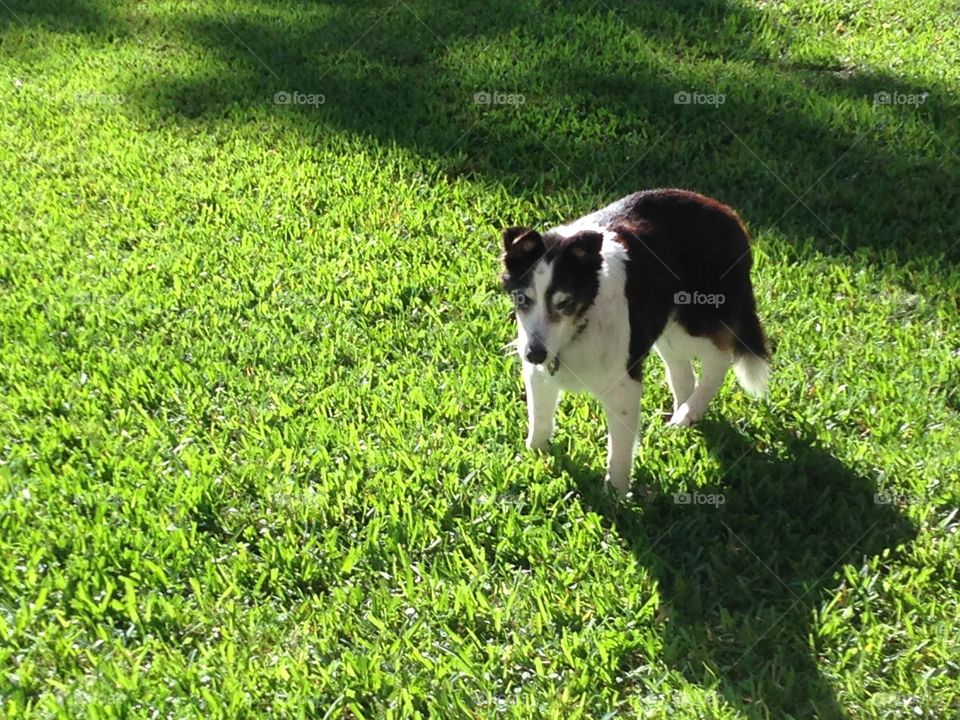 Dog in the yard