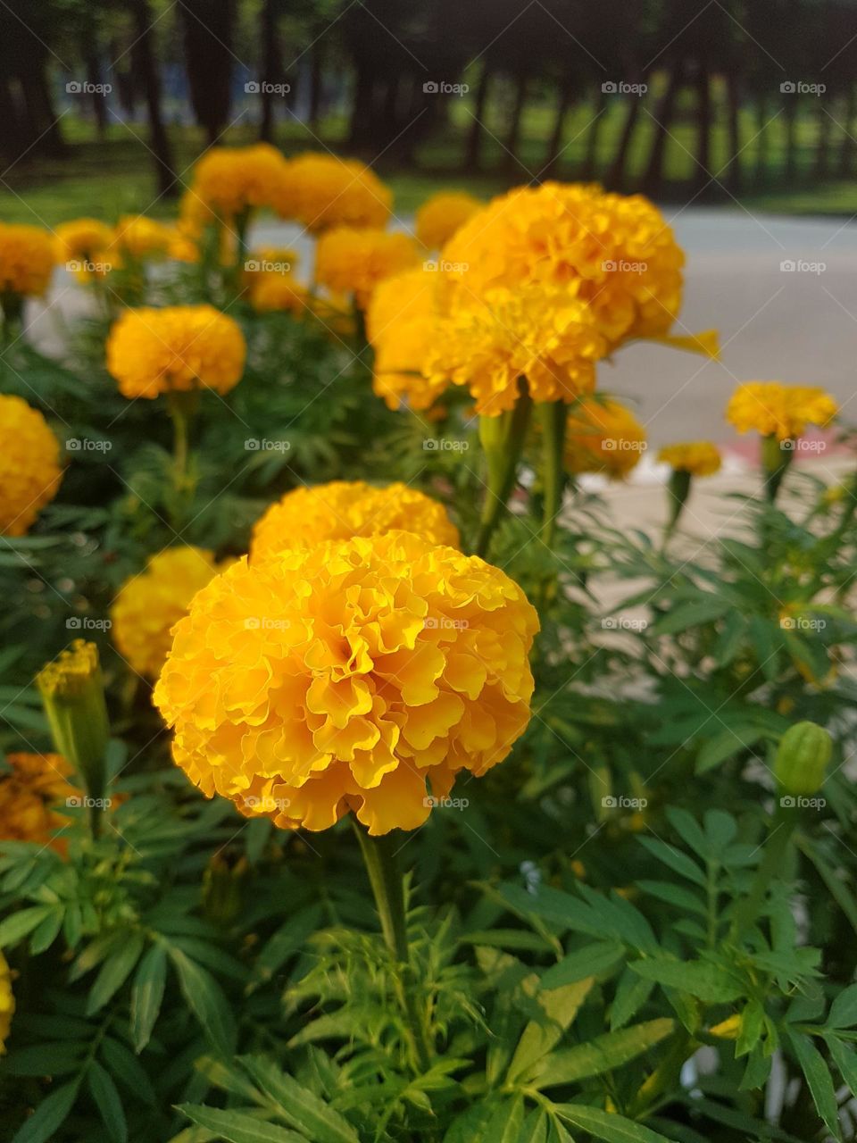 marigold