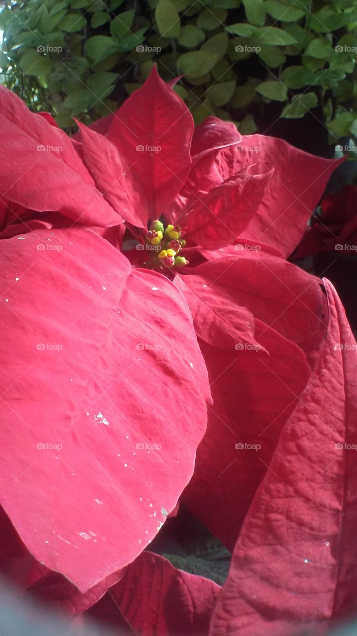 plant poinsettia red foliage