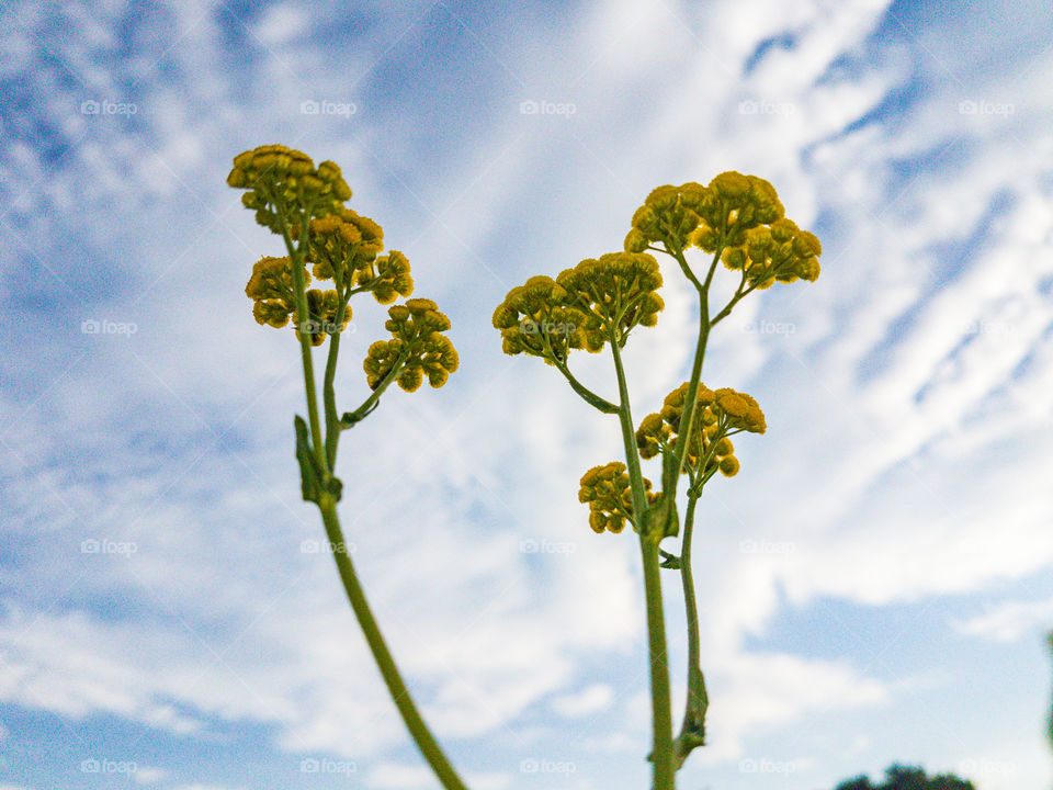 yellow flower buds with cloudy skies