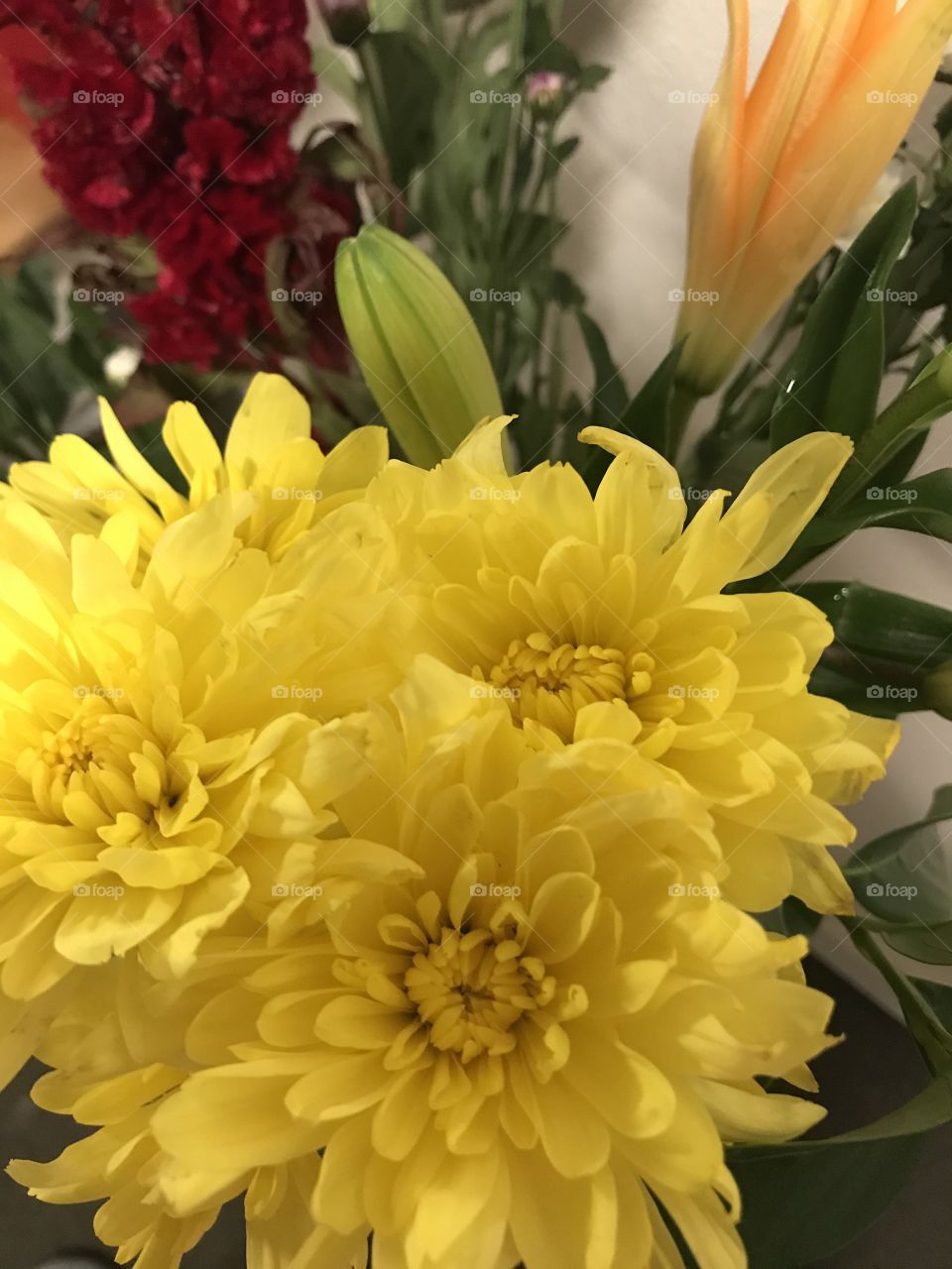 Super brightness fresh flowers collections 