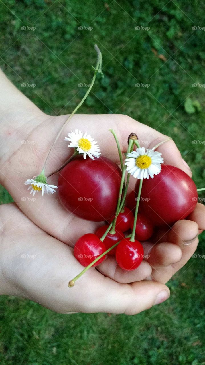 child hands found cherries and daisies
