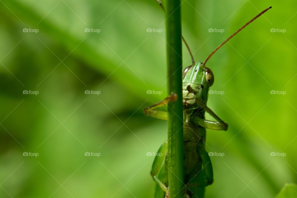 close up of a grasshopper