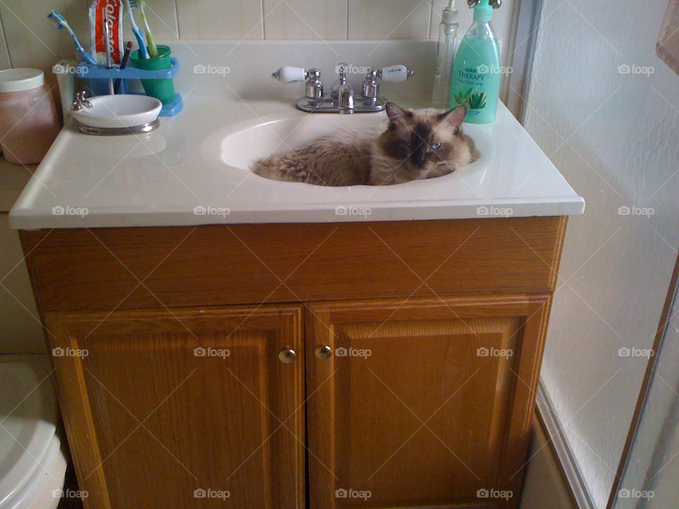 cats clean shower chill out by michaella