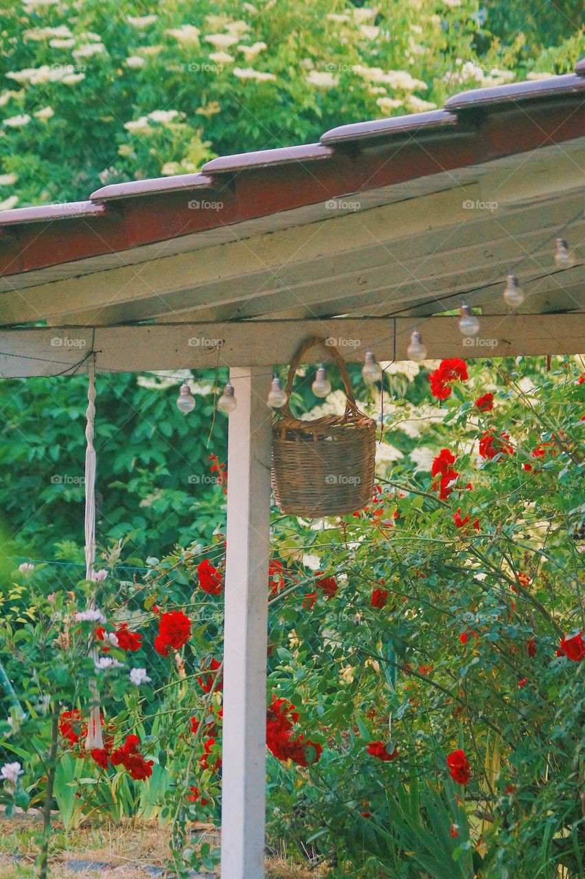 cottage rose garden