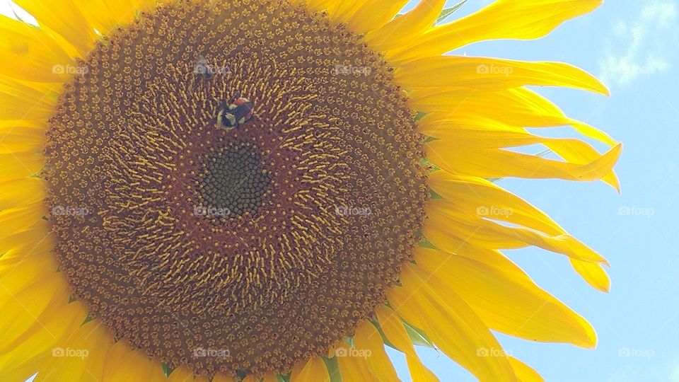 A bumble bee working on a sunflower with the blue sky behind it
