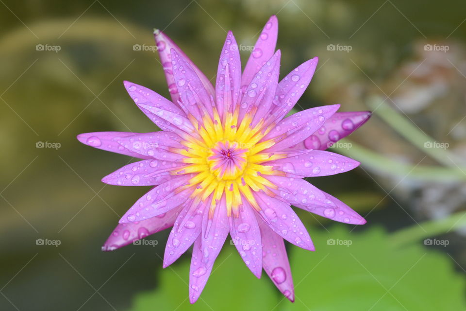 Purple lotus flower at a park 