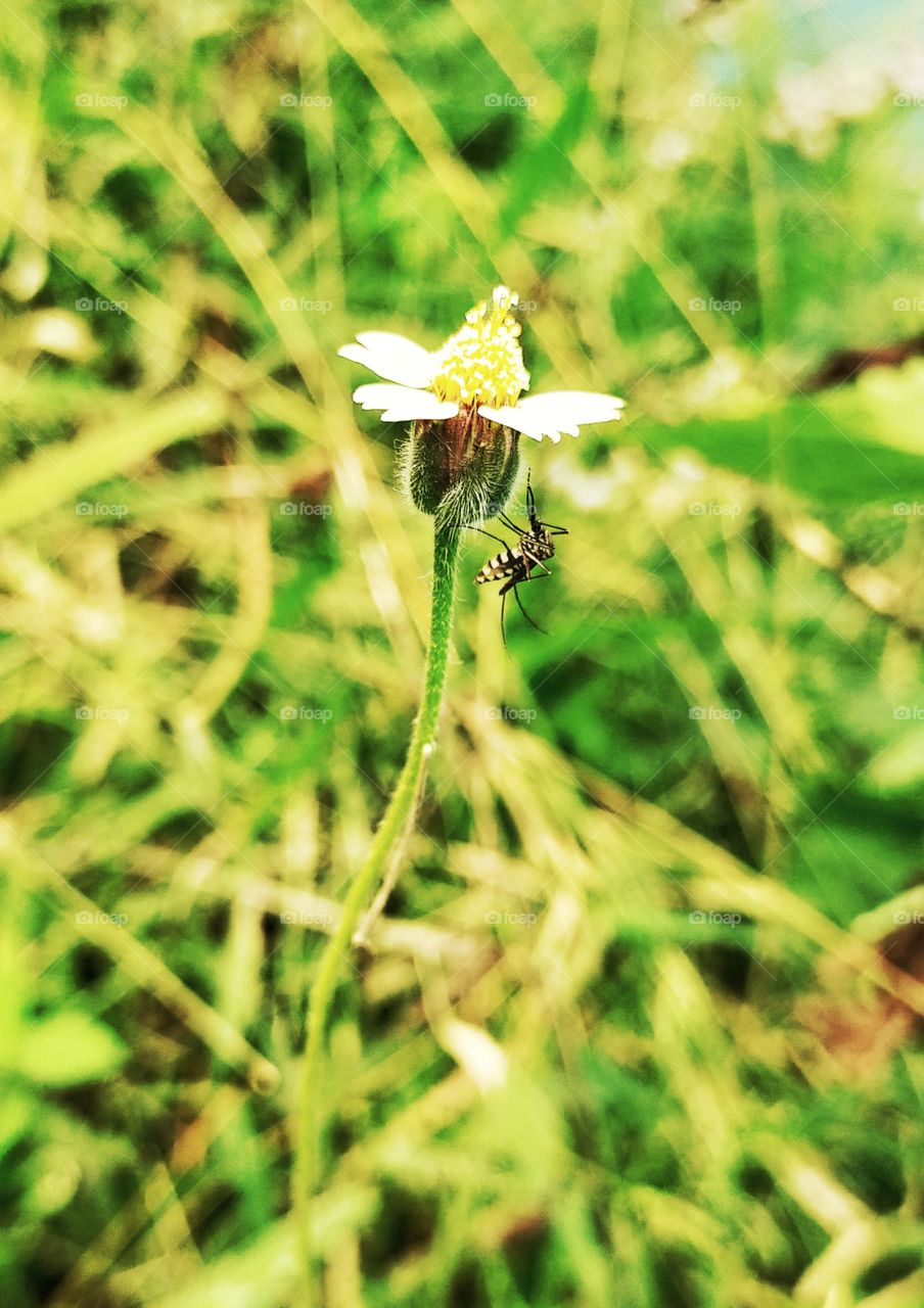 A mosquito on Tridox flower