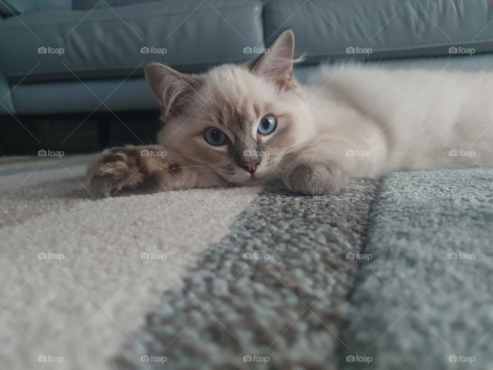 My ragdoll handsome, fluffy, kitten chilling on the rug.