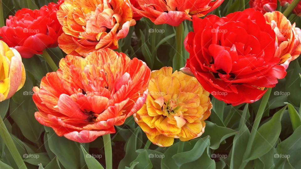 tulips