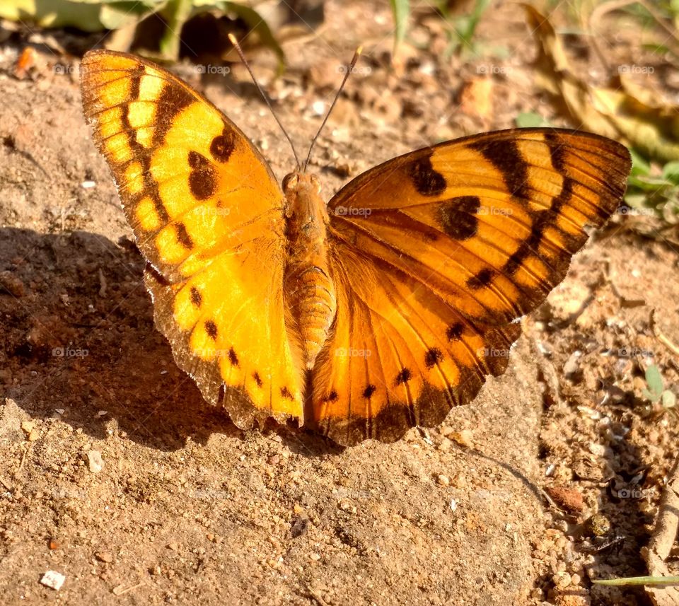 Beautiful yellow butterfly