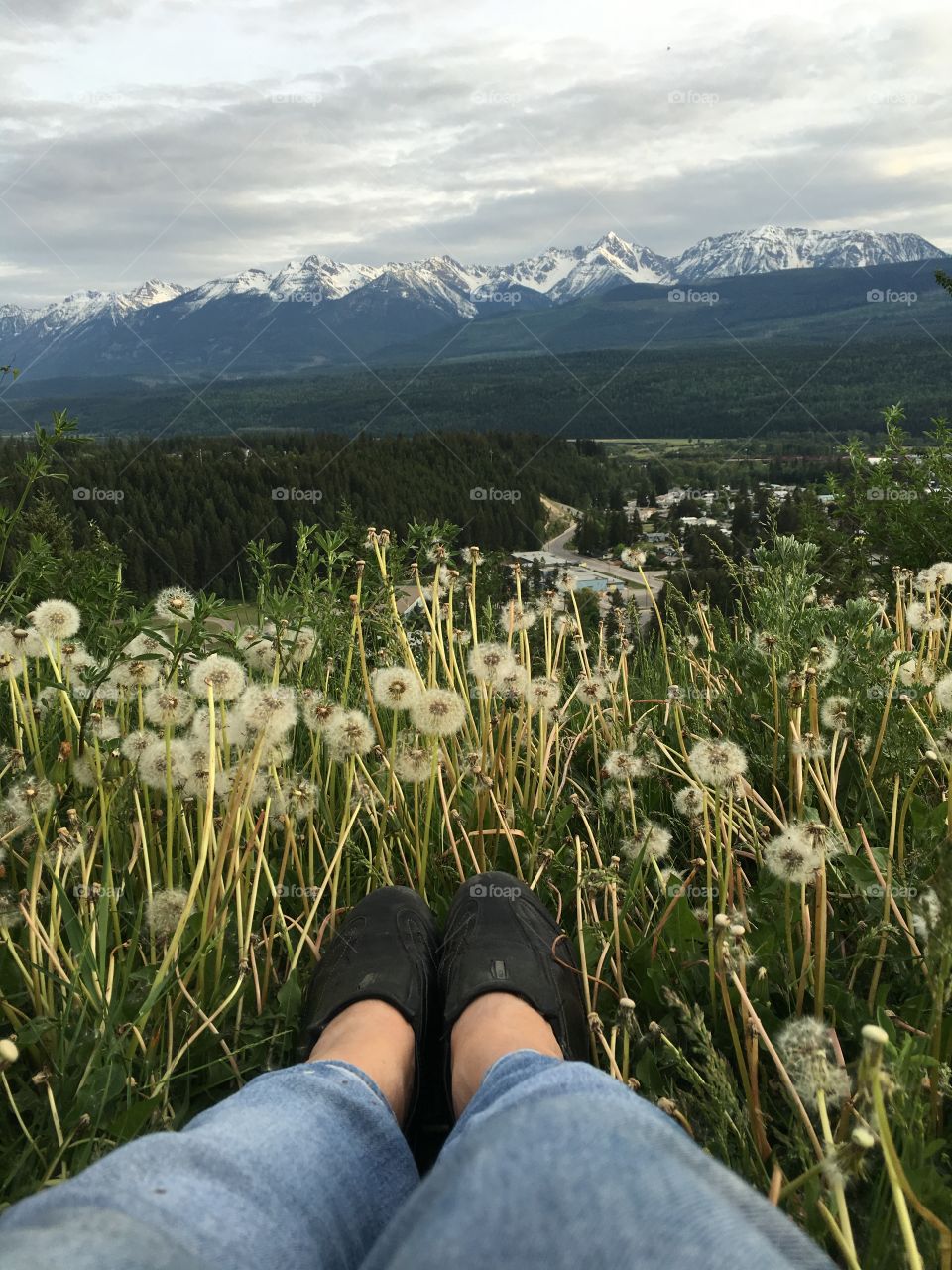 My point of view, from a field of dandelions viewing the Snowcapped Canadian Rockies