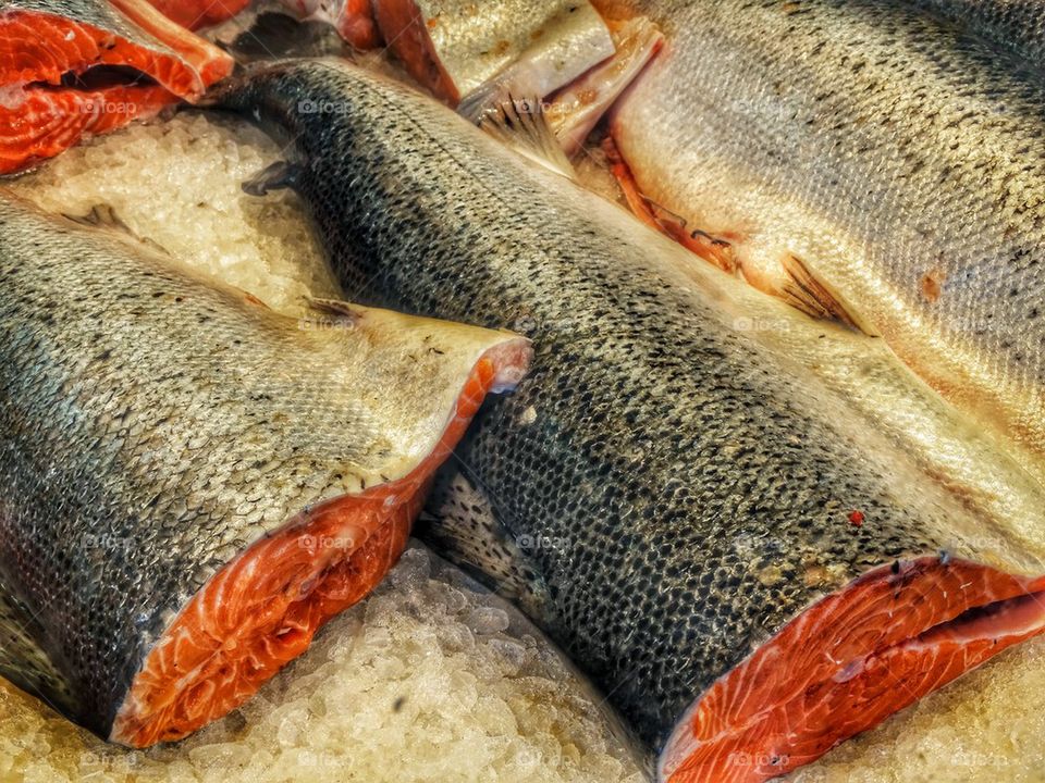 Freshly Caught Salmon Filets On Ice. Fresh Raw Salmon
