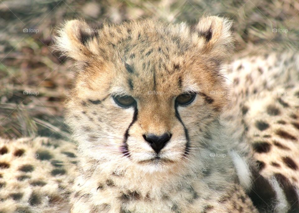 Animals, cheetah, cat, baby