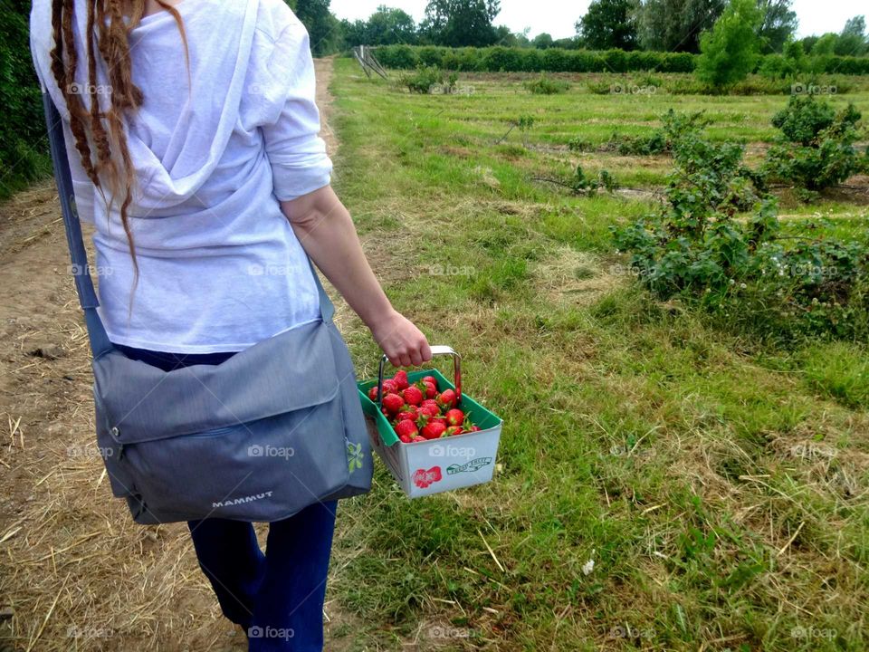 outdoor. walk after harvesting of strawberries