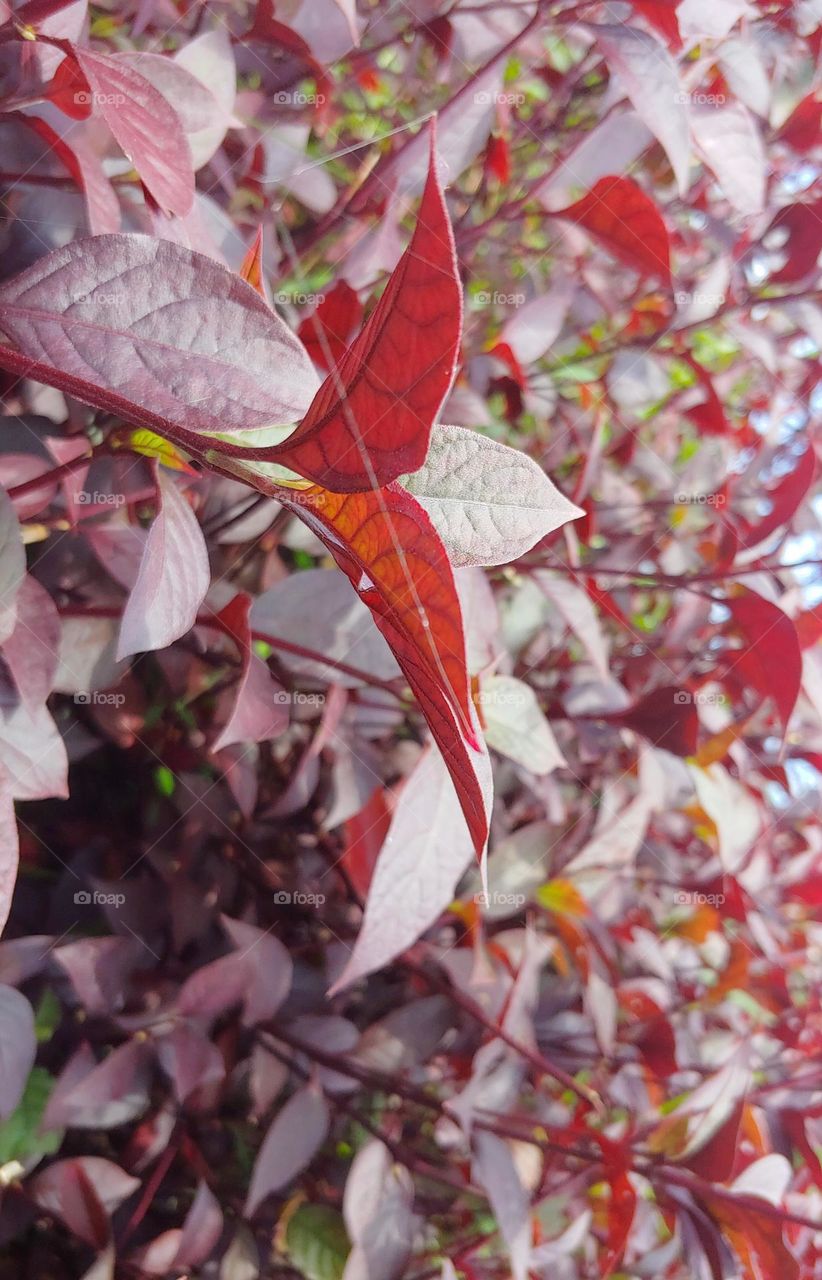 garden plants