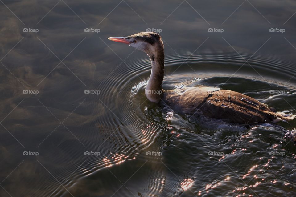 Bird swimming on the lake