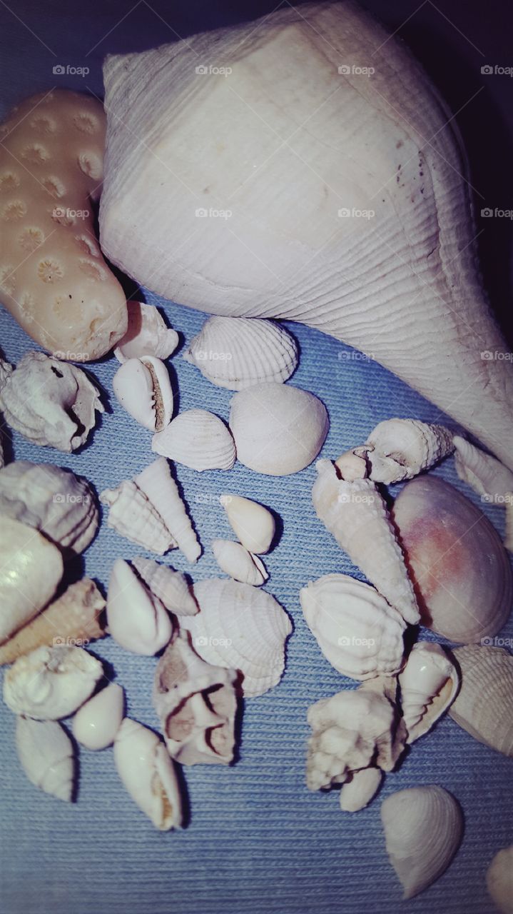 seashells