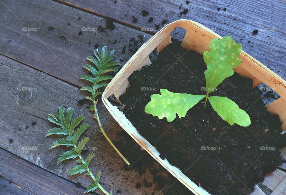 spring seedling of a young oak tree