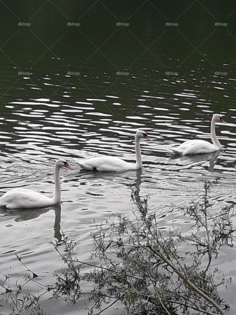 three swans in the lake