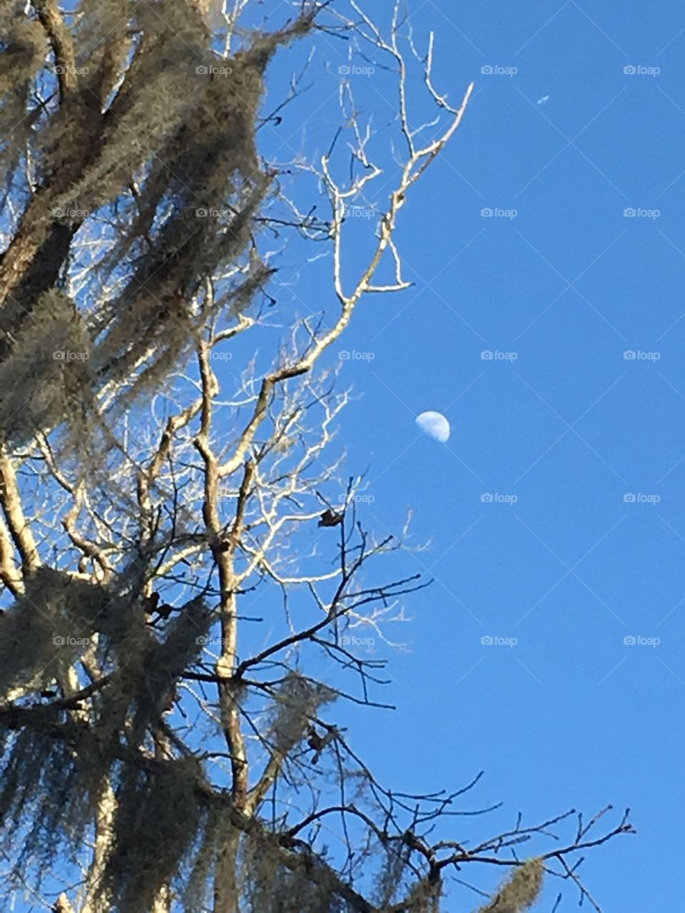 Moon Through Spanish Moss