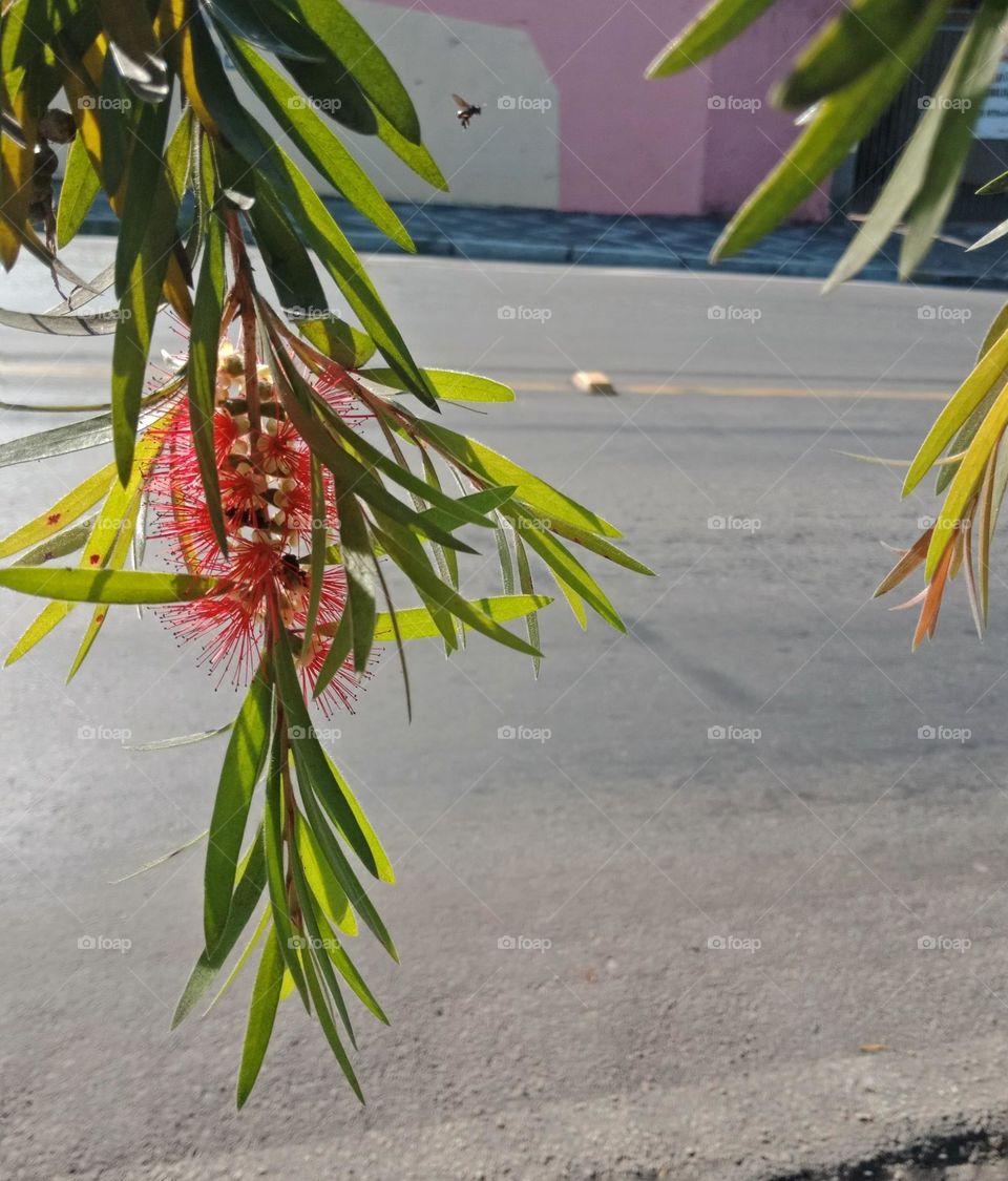 Red bottlebrush in a tree on the street, a bee flying around