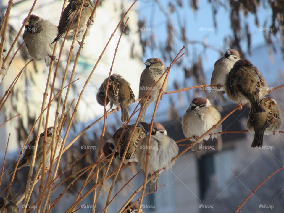 sparrows, small birds, hiding on the branches of bare bushes, cold, frost, winter, little food, I feed the sparrows