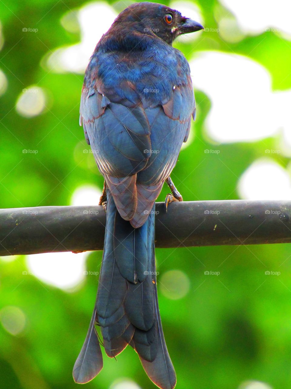 The black drongo (Dicrurus macrocercus) is a small Asian passerine bird of the drongo family Dicruridae.