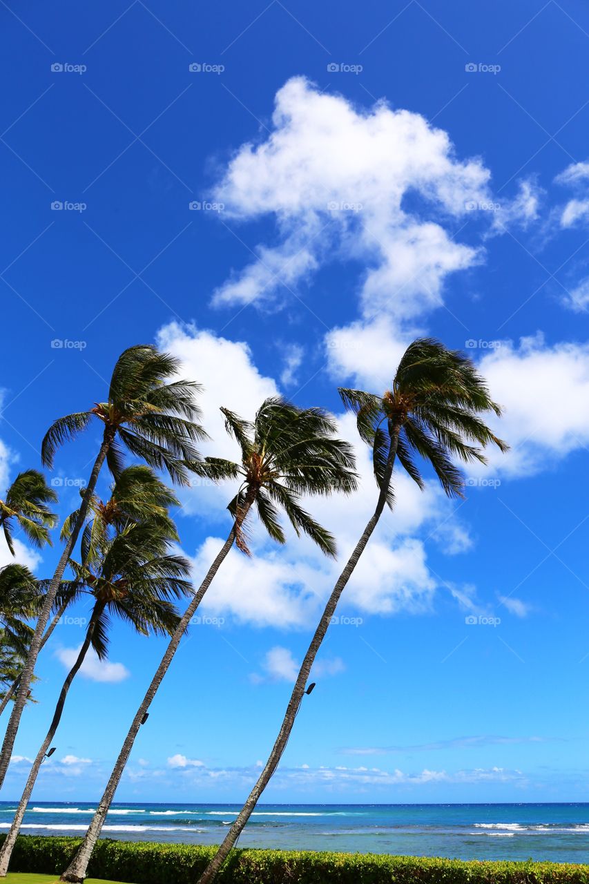 Hawaii. Palmtree