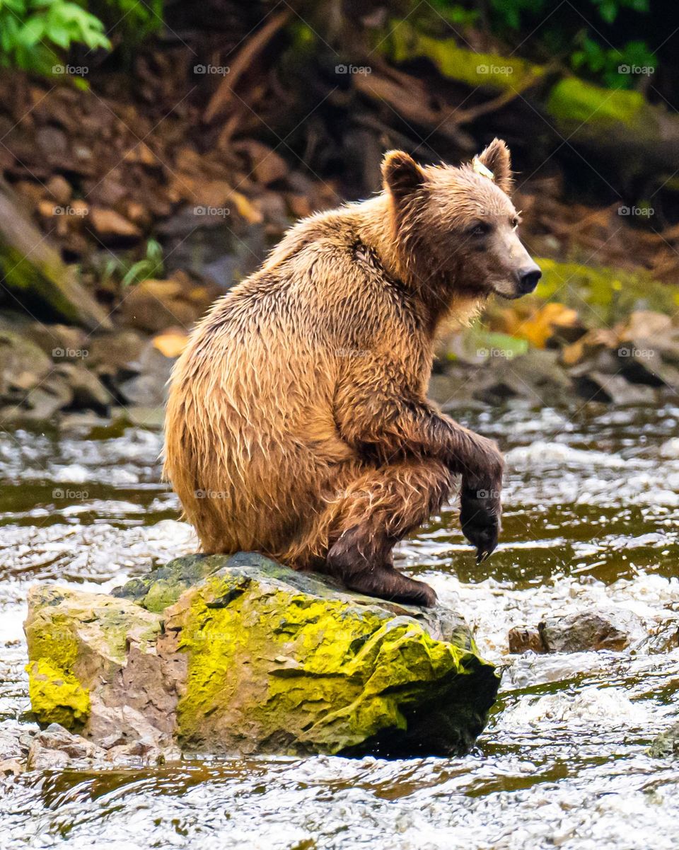Bear Chillin’ on a Rock