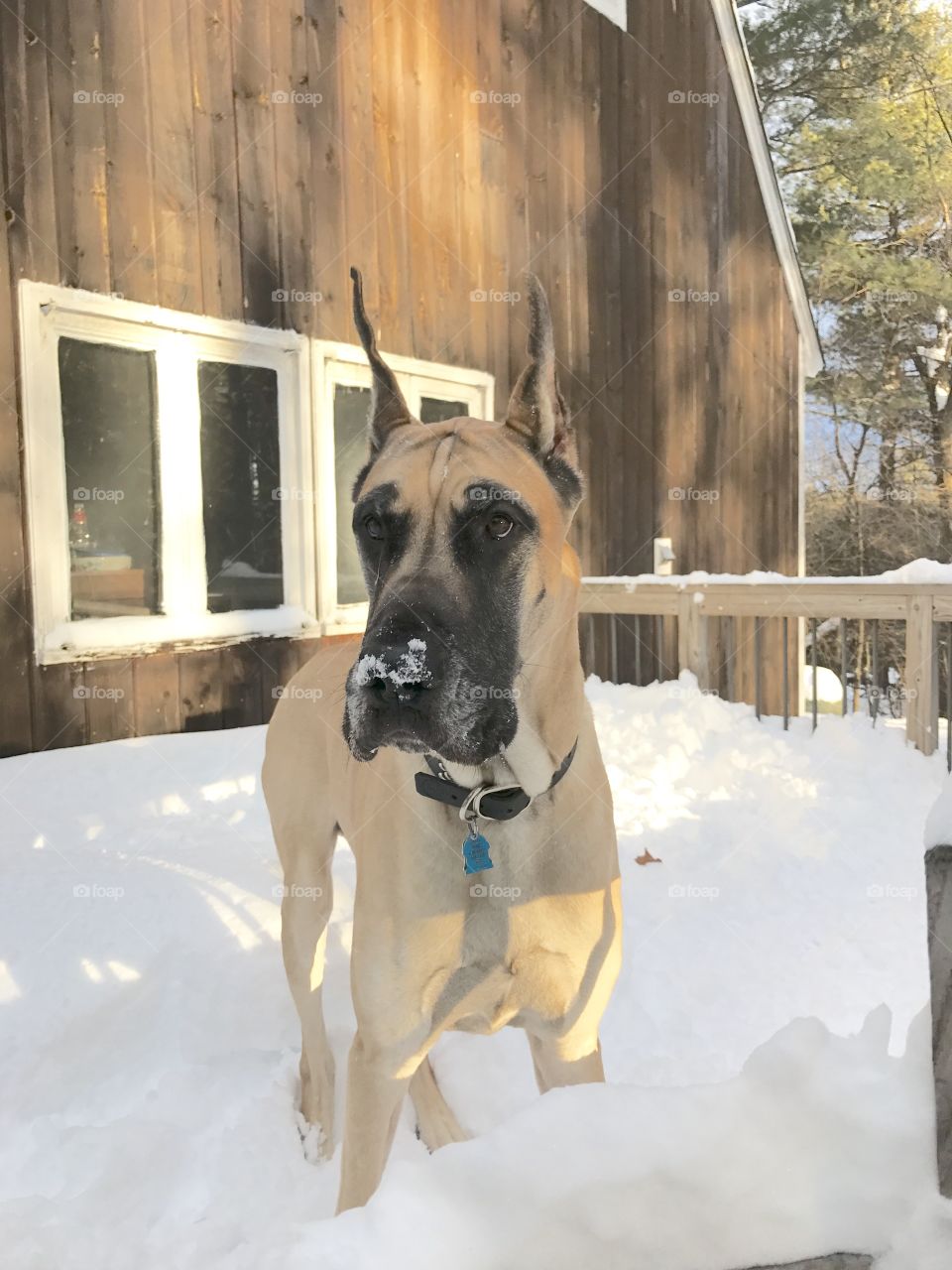 Snow nose