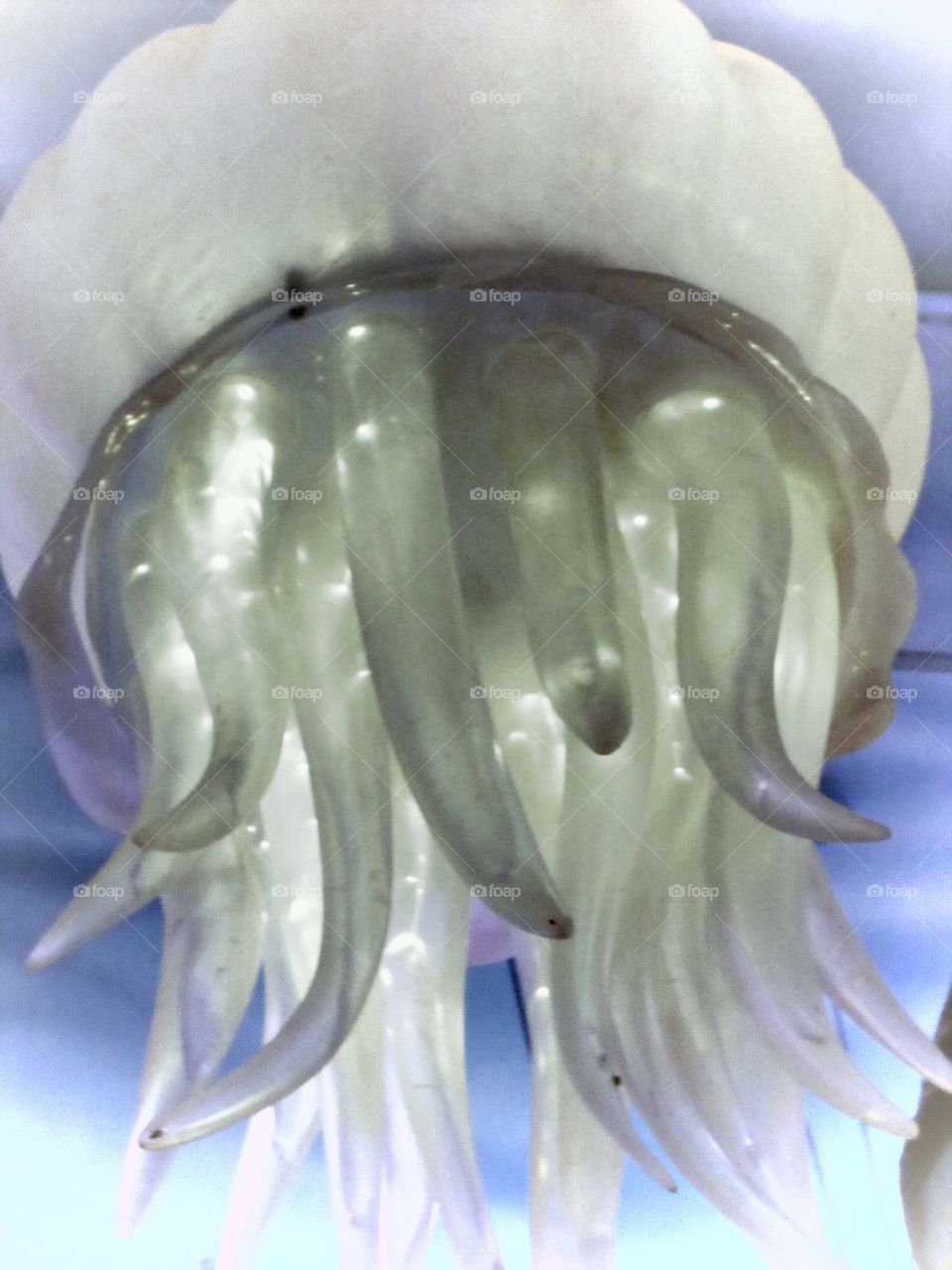 Jellyfish light