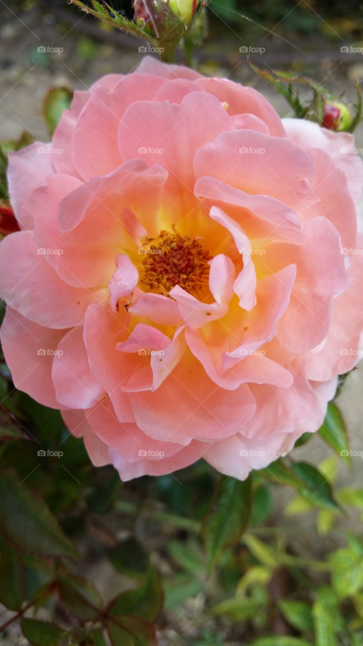 Rose, close to the beauty
