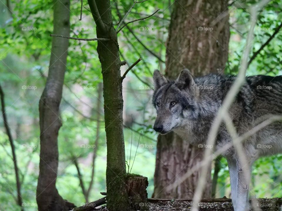 Animal forest dwellers