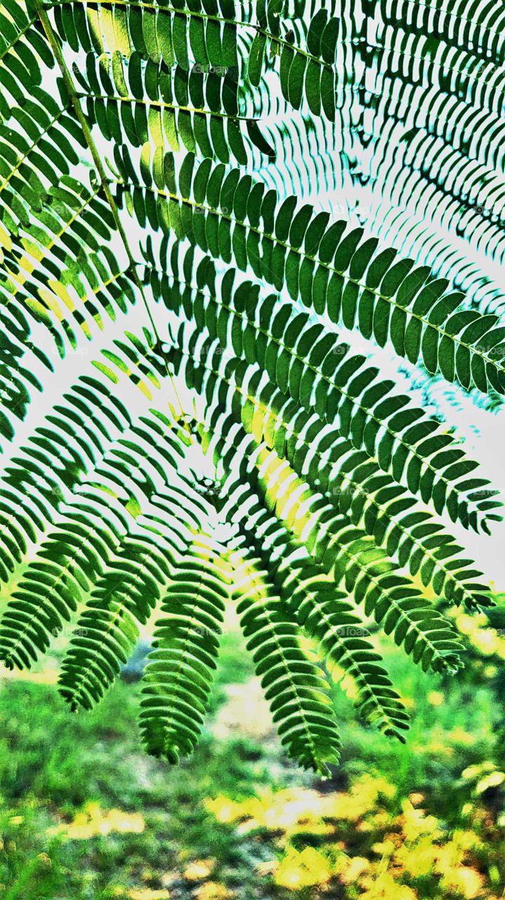 Leaf, Flora, Nature, Pattern, Desktop