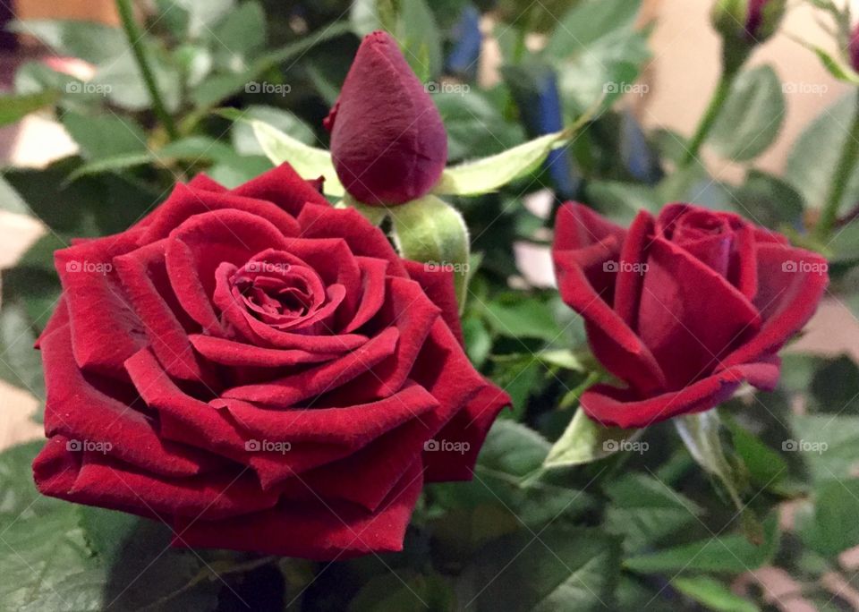 Red rose blooming