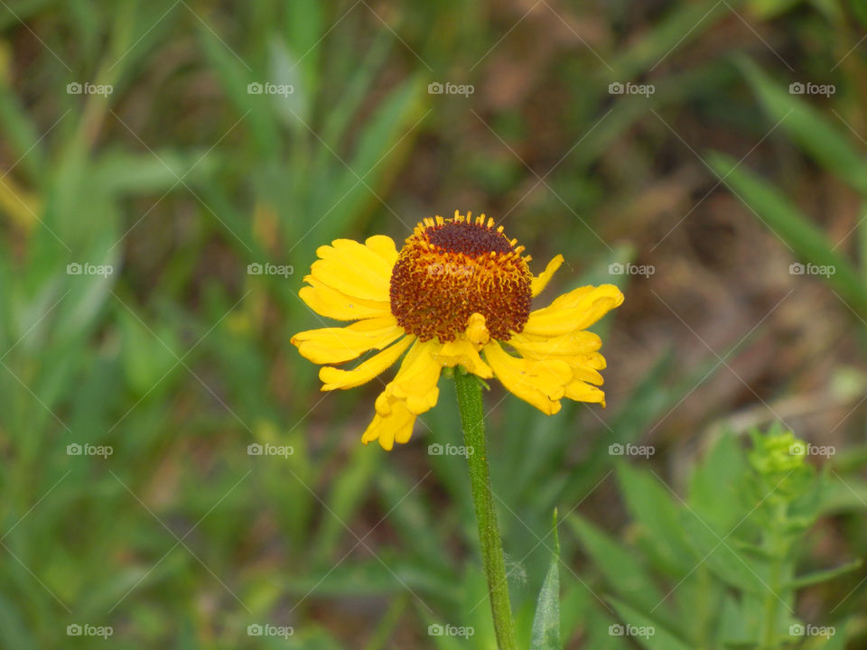 green flower close up by paul.reilly546