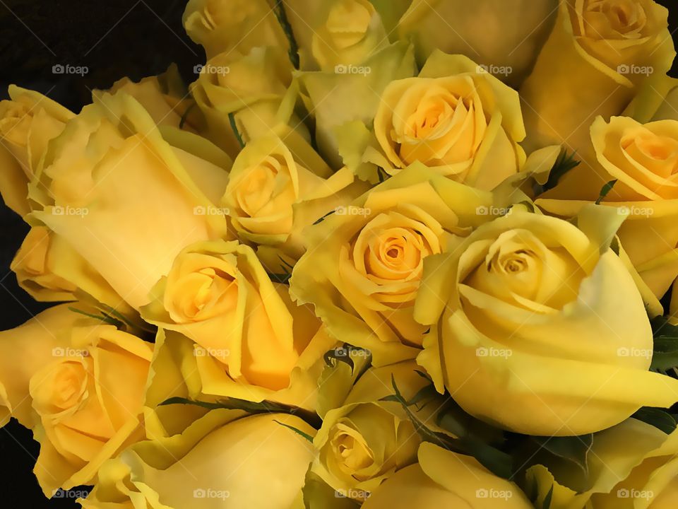 Yellow roses