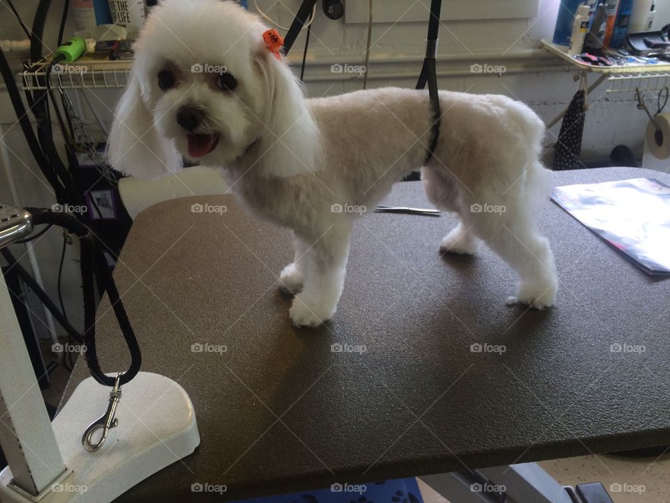 Just Groomed