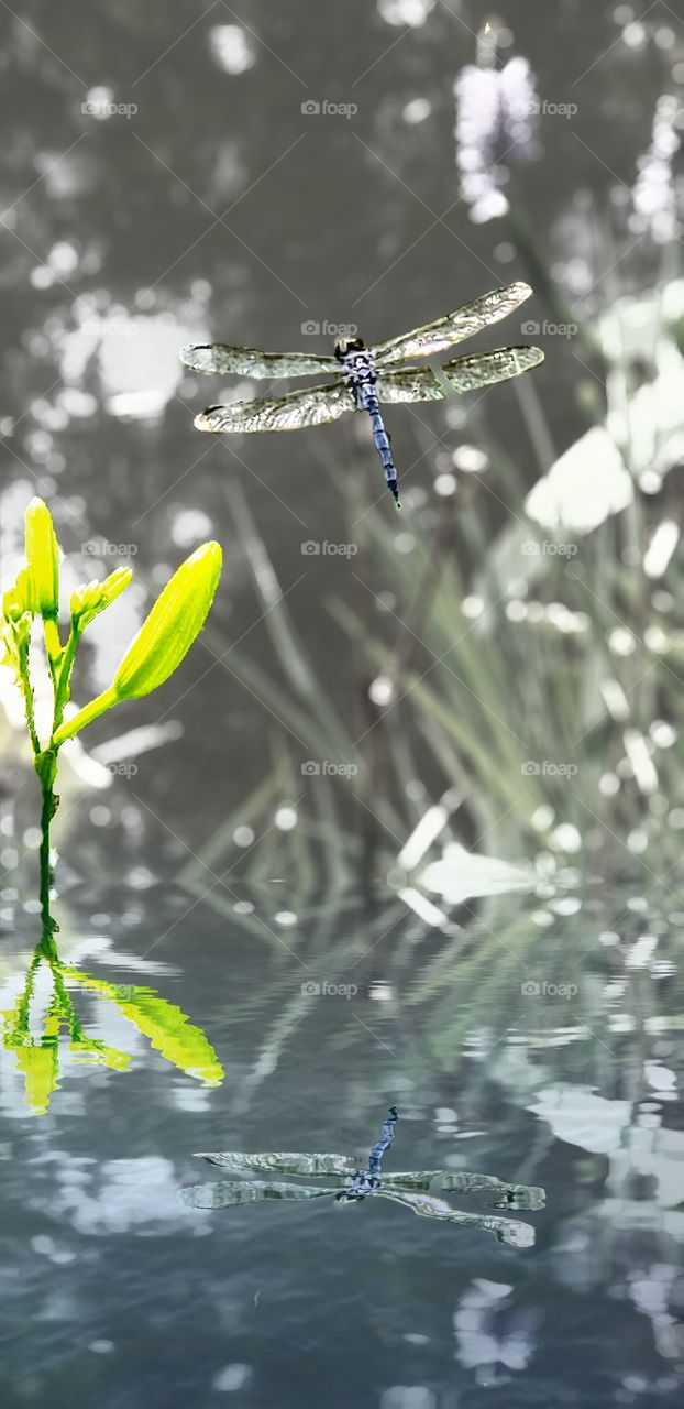 dragonfly on pond with reflection