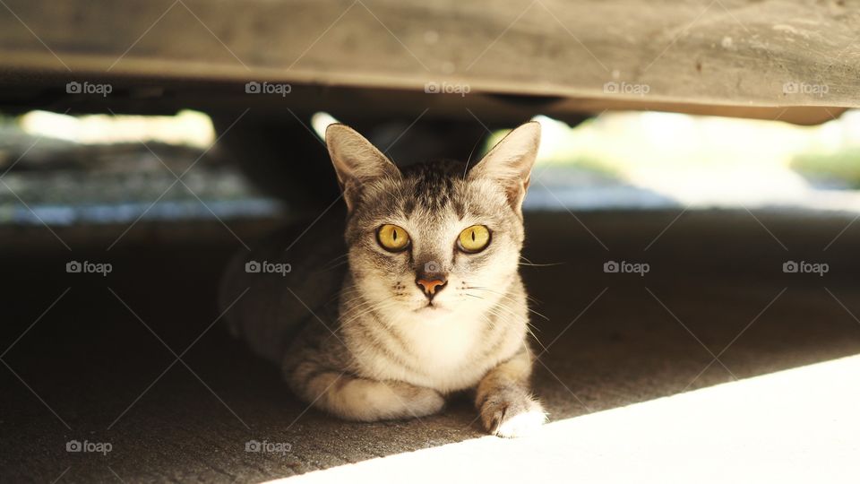cat