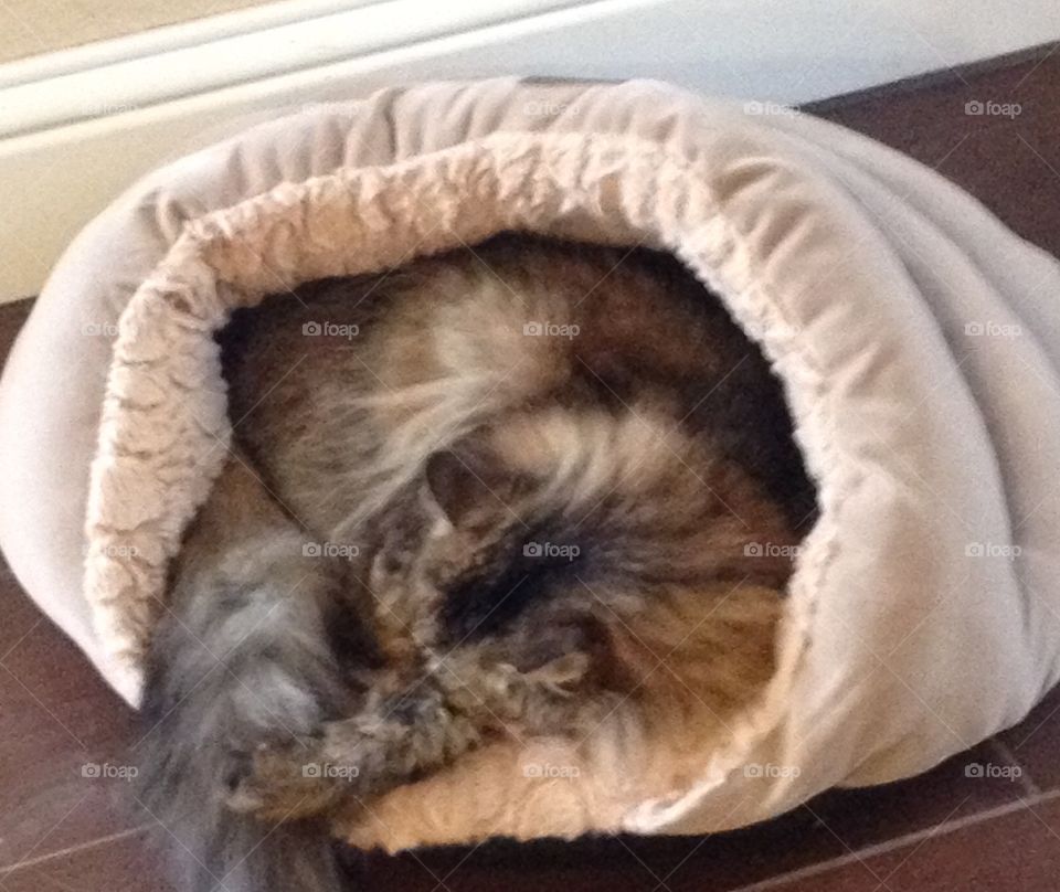 Cat in her snuggle bed. 