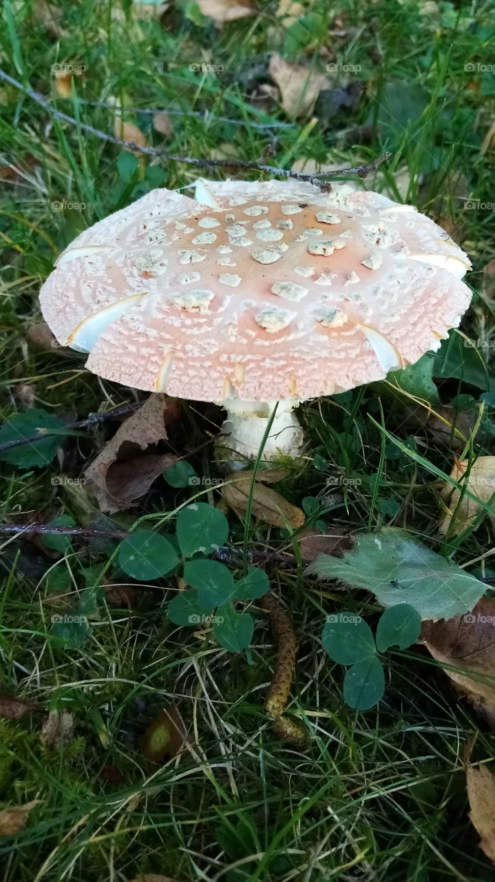 Pilze