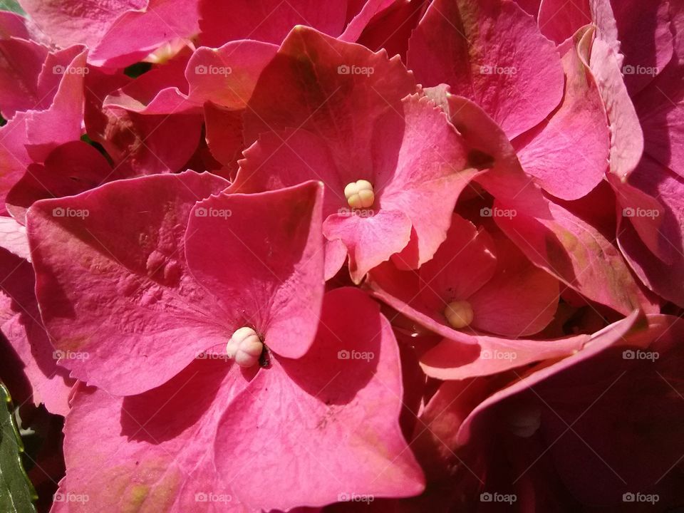 pink hydrangea
