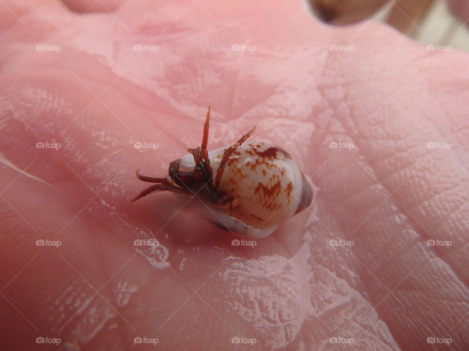 small sea barnacle. very small sea barnacle with shell