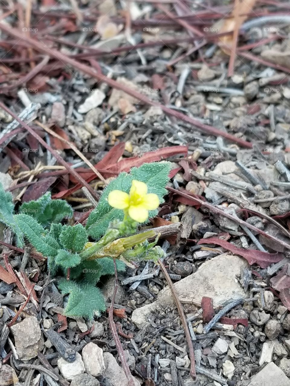 single yellow flower