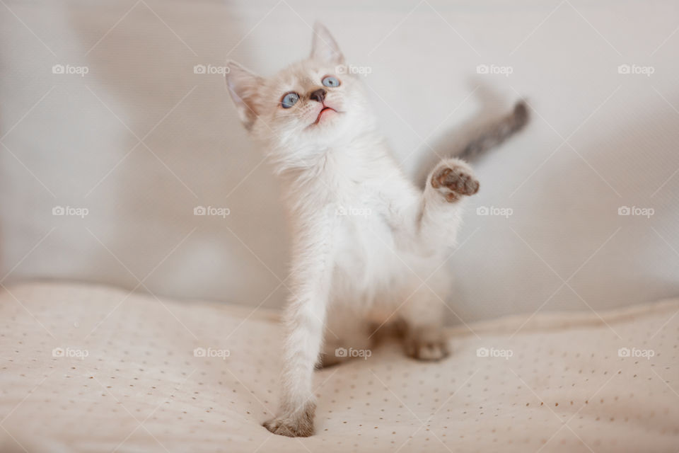 Little Tibet color-point kitten playing